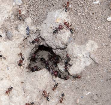 PEST CONTROL NOTTING HILL