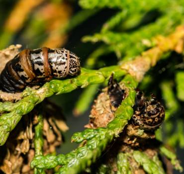 PEST CONTROL FINCHLEY