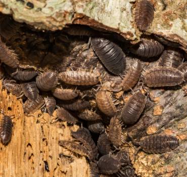 PEST CONTROL HAMMERSMITH
