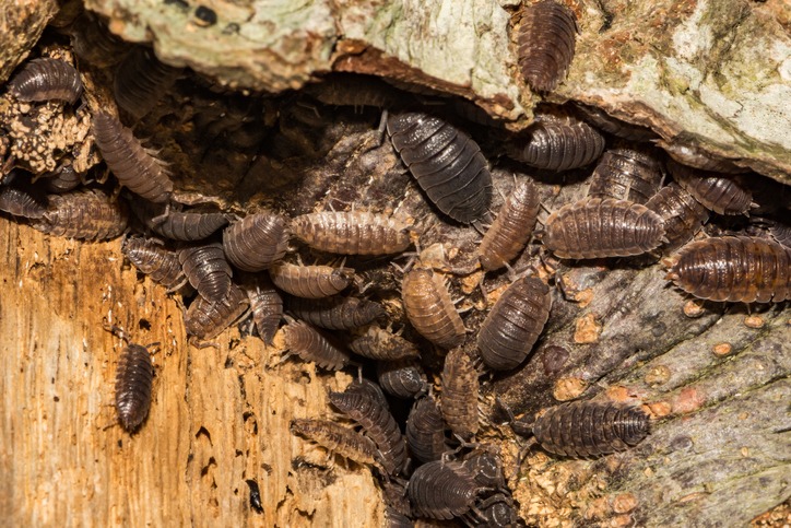 PEST CONTROL HAMMERSMITH