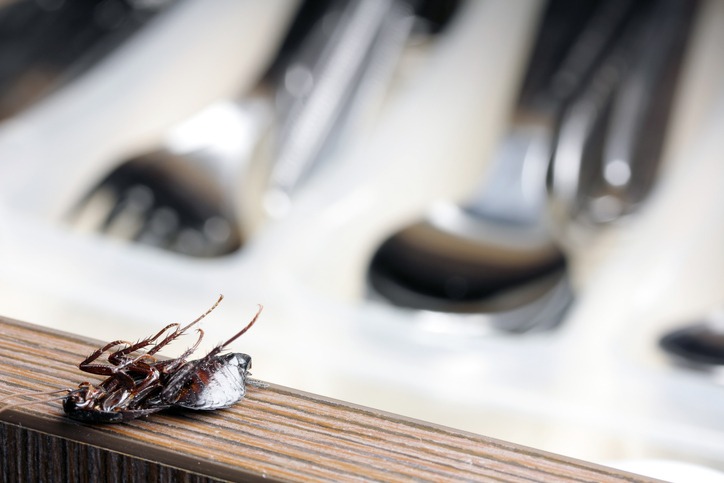 PEST CONTROL TOTTENHAM