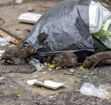 PEST CONTROL WEST HAMPSTEAD