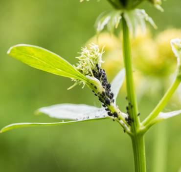 PEST CONTROL BELSIZE PARK