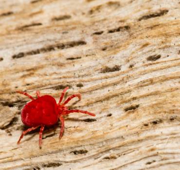 PEST CONTROL WEST KENSINGTON