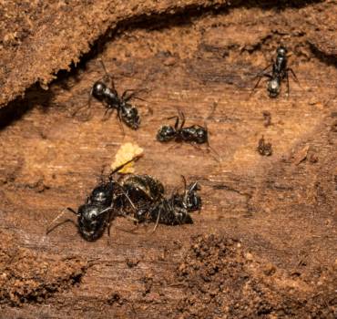 24 Hour Pest Control in Enfield