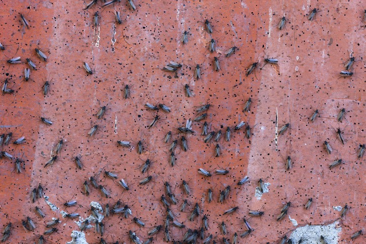 PEST CONTROL BERMONDSEY