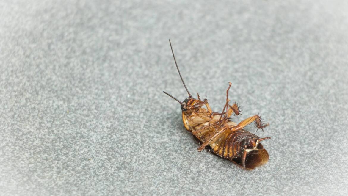 Why Cockroaches Can Ruin Your Business Reputation