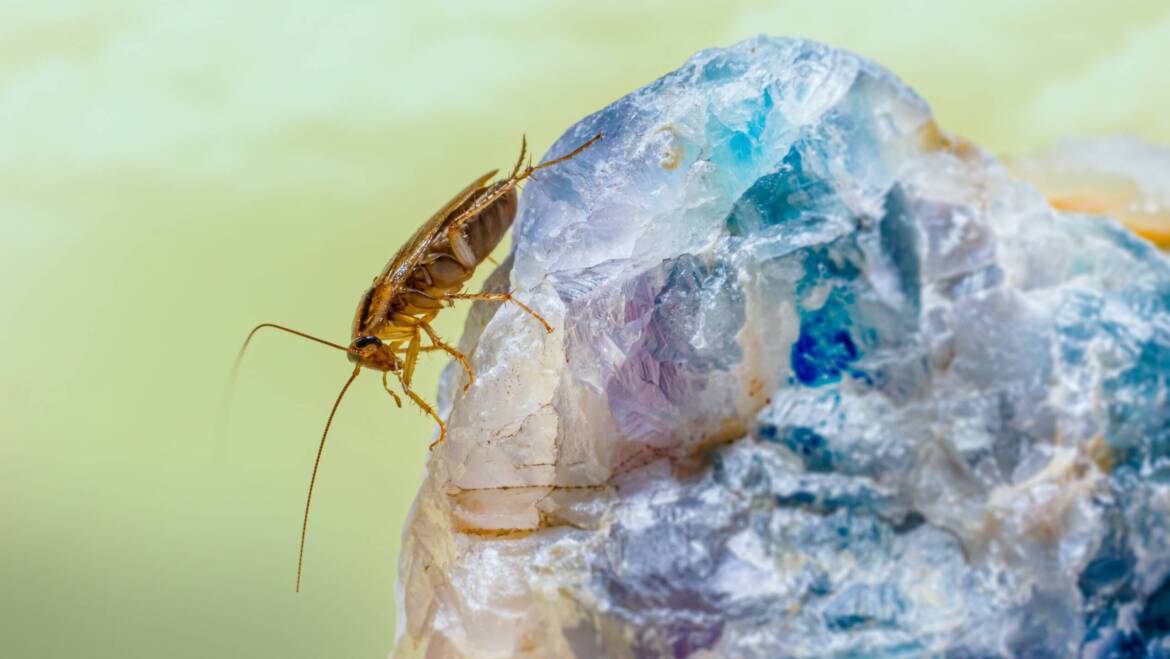 Will Roaches Bite People?
