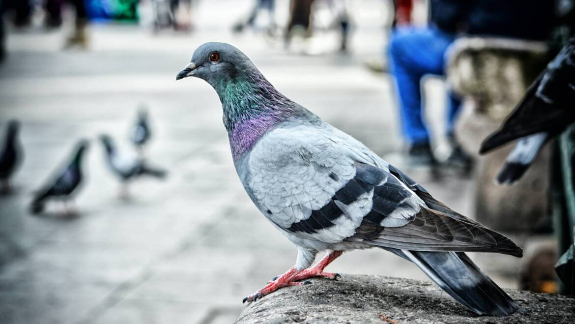 Pros and Cons of Using Birds Of Prey To Control Pigeons