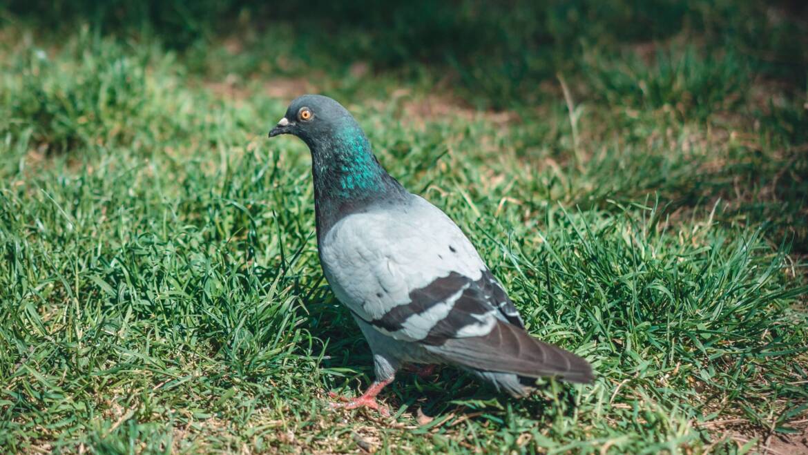 Why Pest Birds Drive Out Local Species