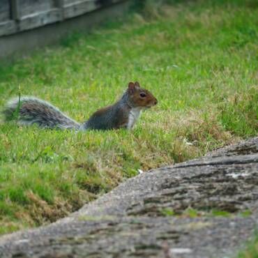 Are Squirrels Driving You Nutty? Why You Should Call Us